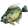 Xfire Avatar